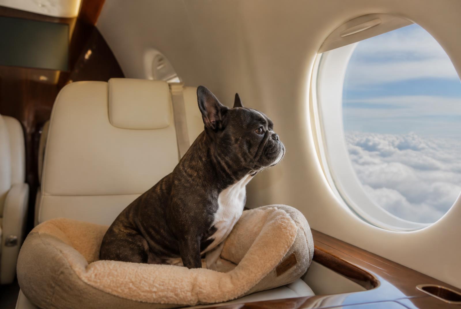 French bulldog on a pet bed looking out a private jet window above the clouds
